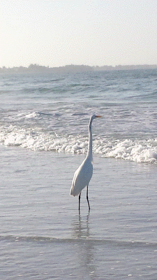 Great Egret Siesta Key Beach